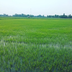 Rice Field 03