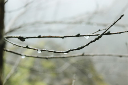 Branch with raindrop