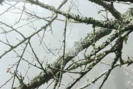 Spider web on tree branches