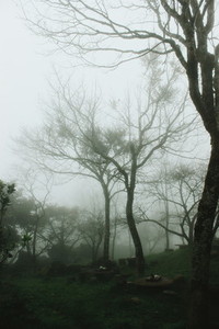 Trees in a forest with fog