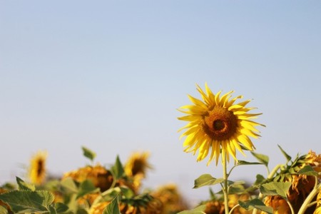 Sunflower 04
