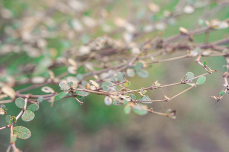 little leaves on branches