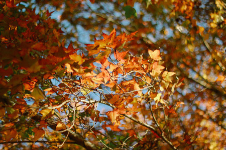 Autumn maple leaves 01