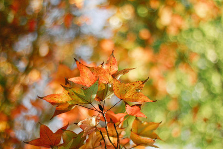 Autumn maple leaves 02
