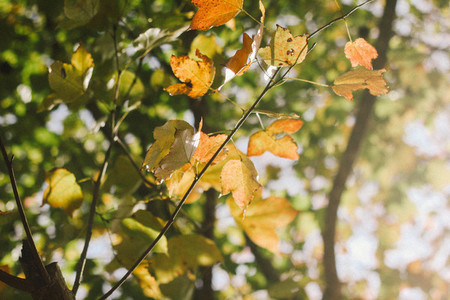 Autumn maple leaves 03