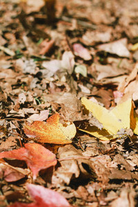 Autumn maple leaves 04