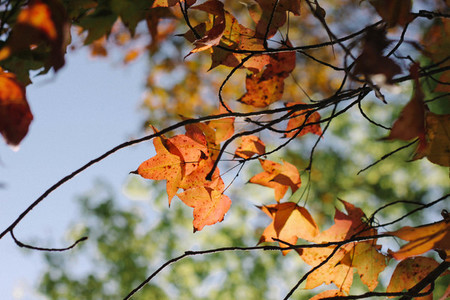 Autumn maple leaves 07