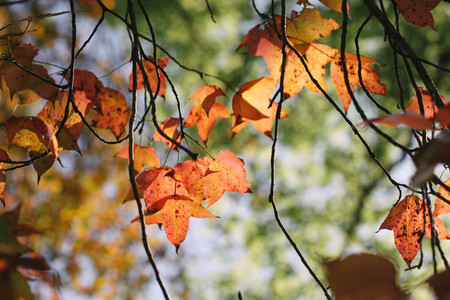 Autumn maple leaves 08