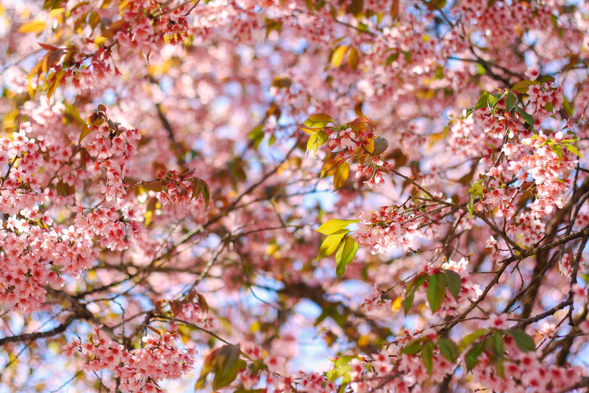 Cherry Blossom  01