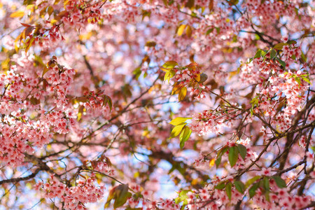 Cherry Blossom 01