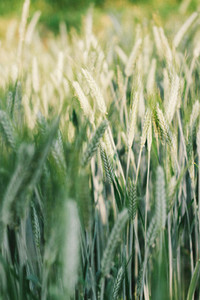 Wheat field 02