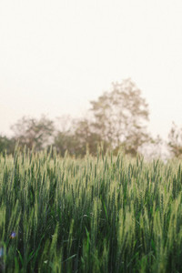 Wheat field 03
