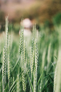 Wheat field 04