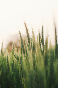 Wheat field 05