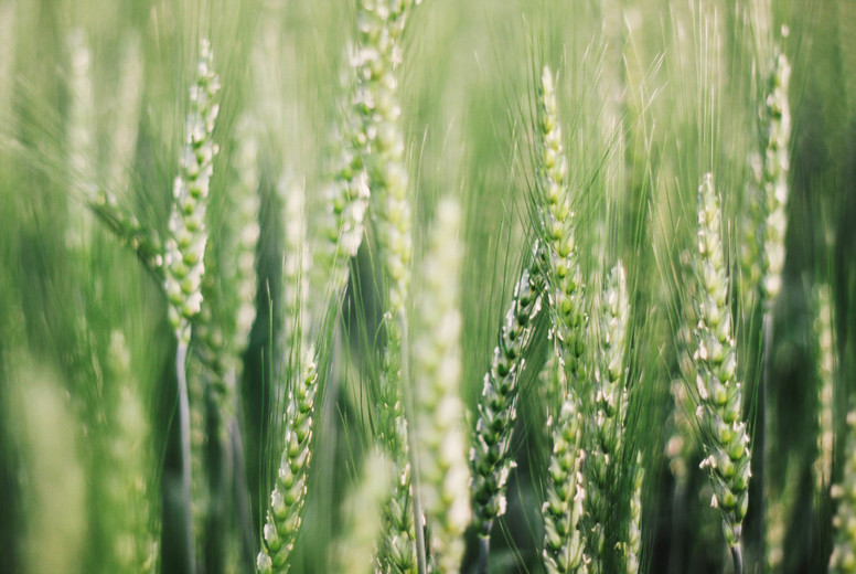 Wheat field  06