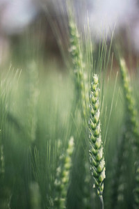 Wheat field 07