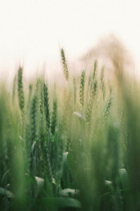 Wheat field 08