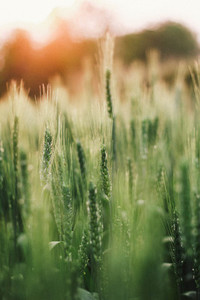 Wheat field 09