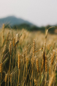 Wheat field 10