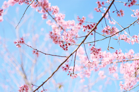 Cherry Blossom 03