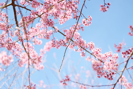 Cherry Blossom 04
