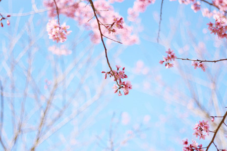 Cherry Blossom 07