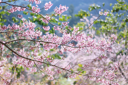 Cherry Blossom 10