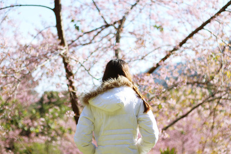 Young girl with cherry blossoms