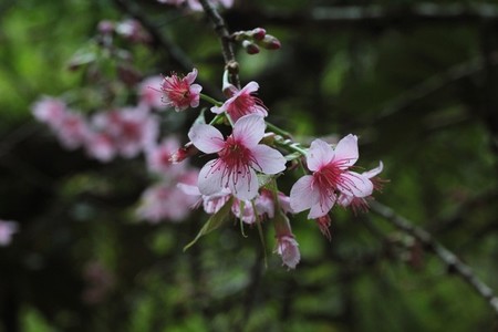 Pink Cherry Blossom 02