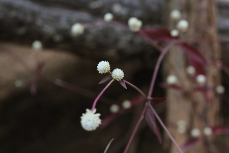 Dentata Ruby Blossom flower