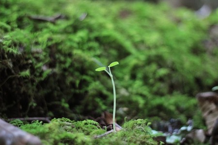 Sprout in the forest