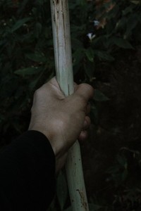 Hand  holding wooden stick