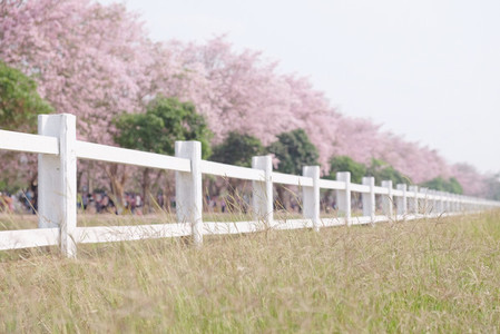 White fence with cherry blossom
