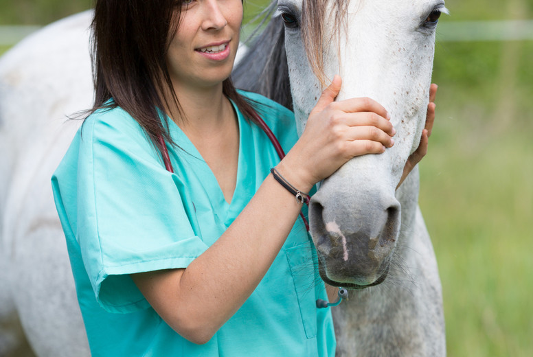 Veterinary on a farm