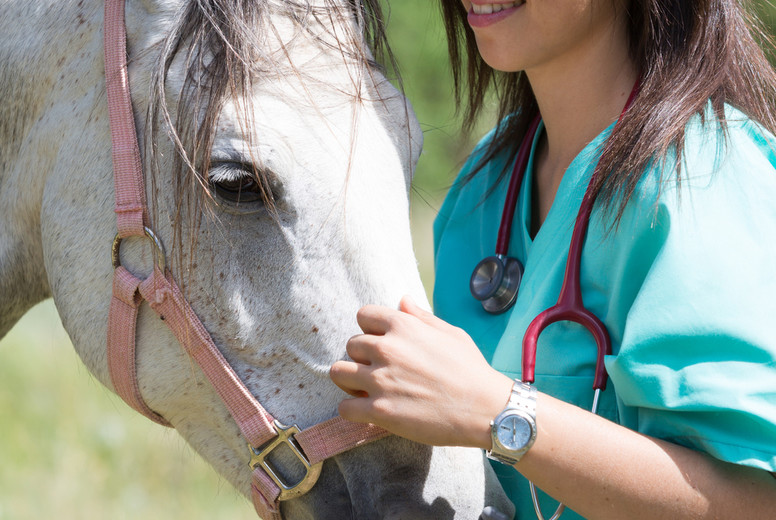 Veterinary on a farm