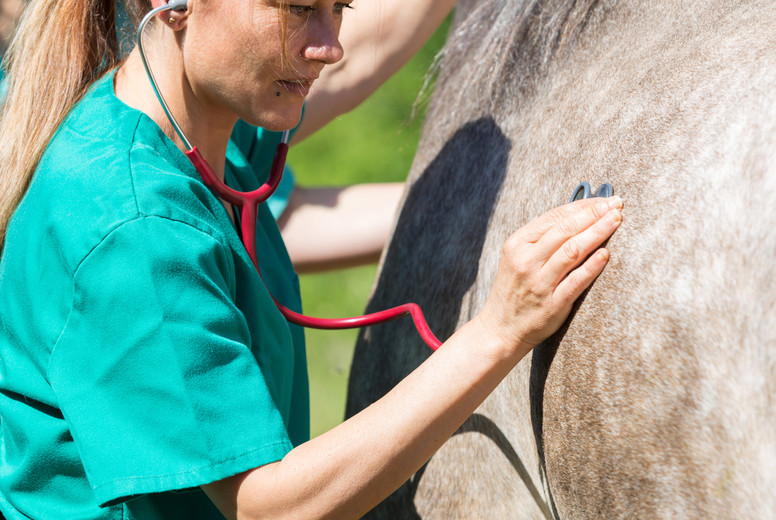 Veterinary on a farm