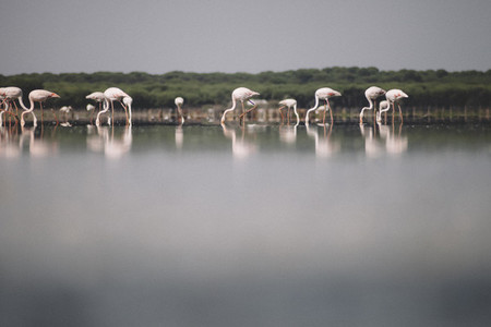 Flamingos in the marshes