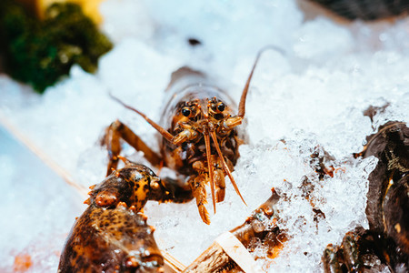 Lobster on Ice