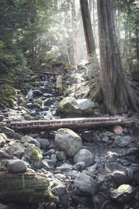 Bridge in woods of Northern Cali