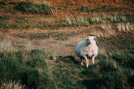 Sheep looking at the camera in Iceland