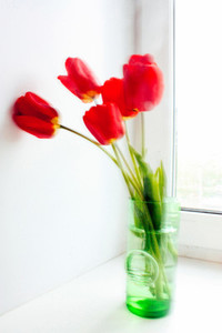 Beautiful Red Tulips on White Background