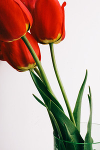 Red Flowers on White Background  Tulips