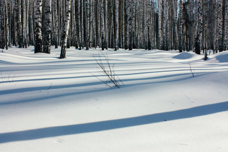 Sunlight Between the Trees in Winter Forest