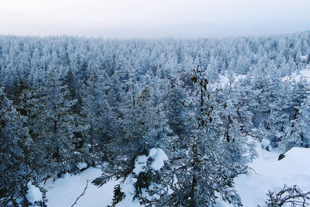 Snowy Trees in Winter Forest