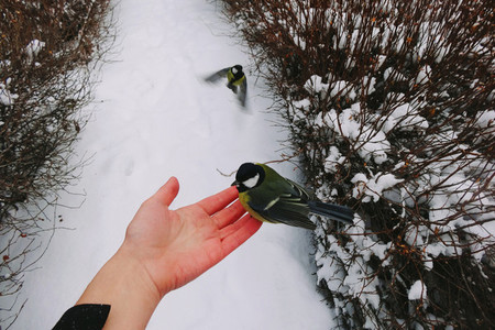 Bird Feeding on a Hand