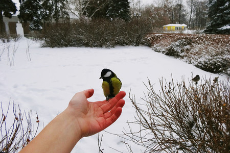 Bird Feeding on a Hand