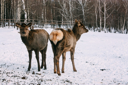 Fawns  young red brown deer in winter