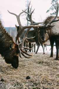 Royal red deer buck with antlers