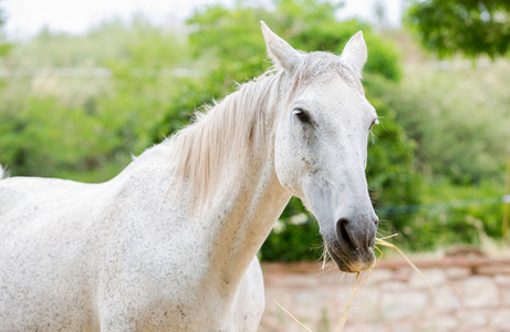 Close up of a white horse