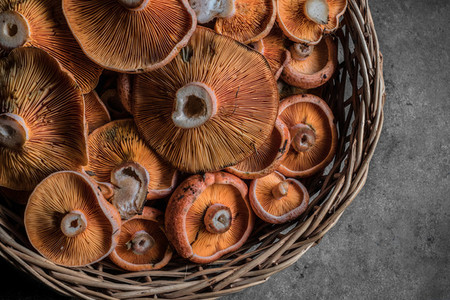 Saffron milk cap or red pine mushrooms   Lactarius deliciosus